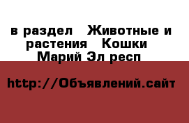  в раздел : Животные и растения » Кошки . Марий Эл респ.